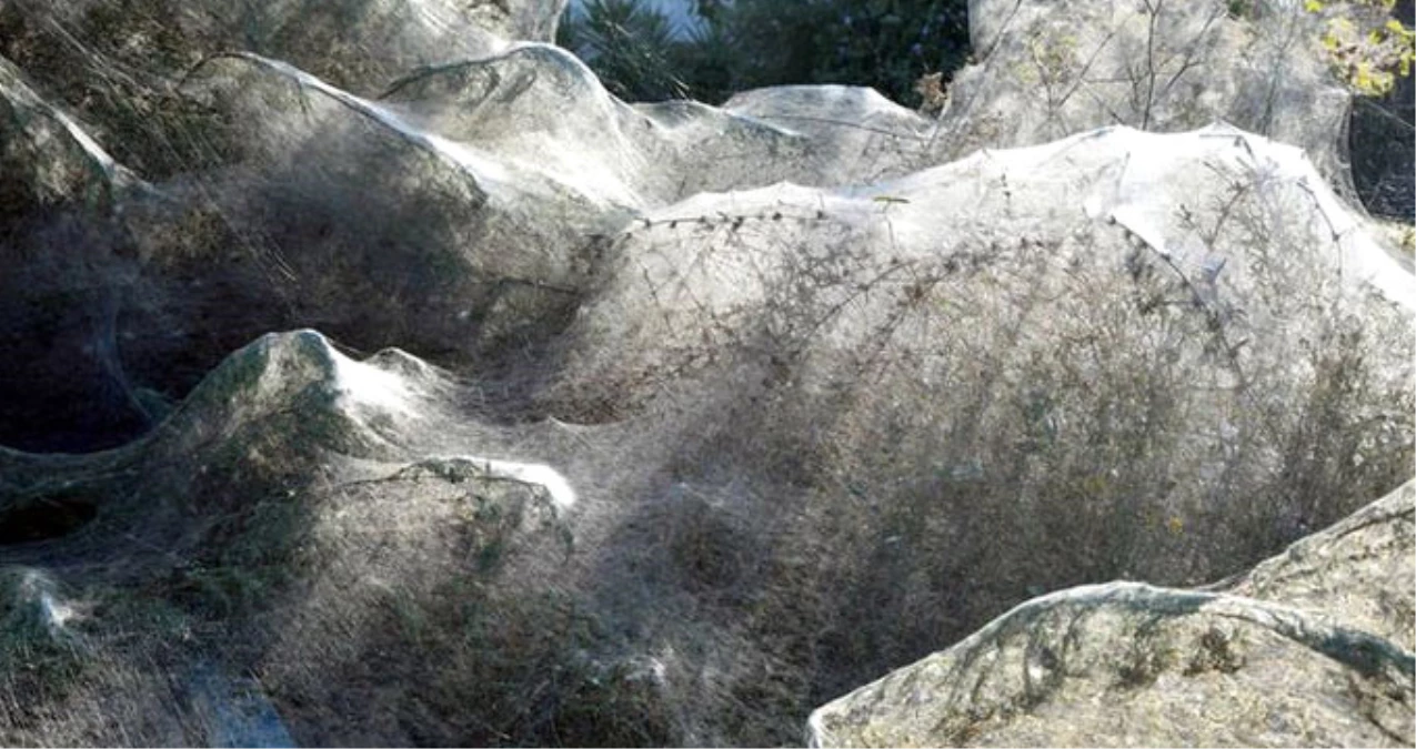 Yunanistan\'da Vistonia Gölü, Devasa Örümcek Ağlarıyla Kaplandı