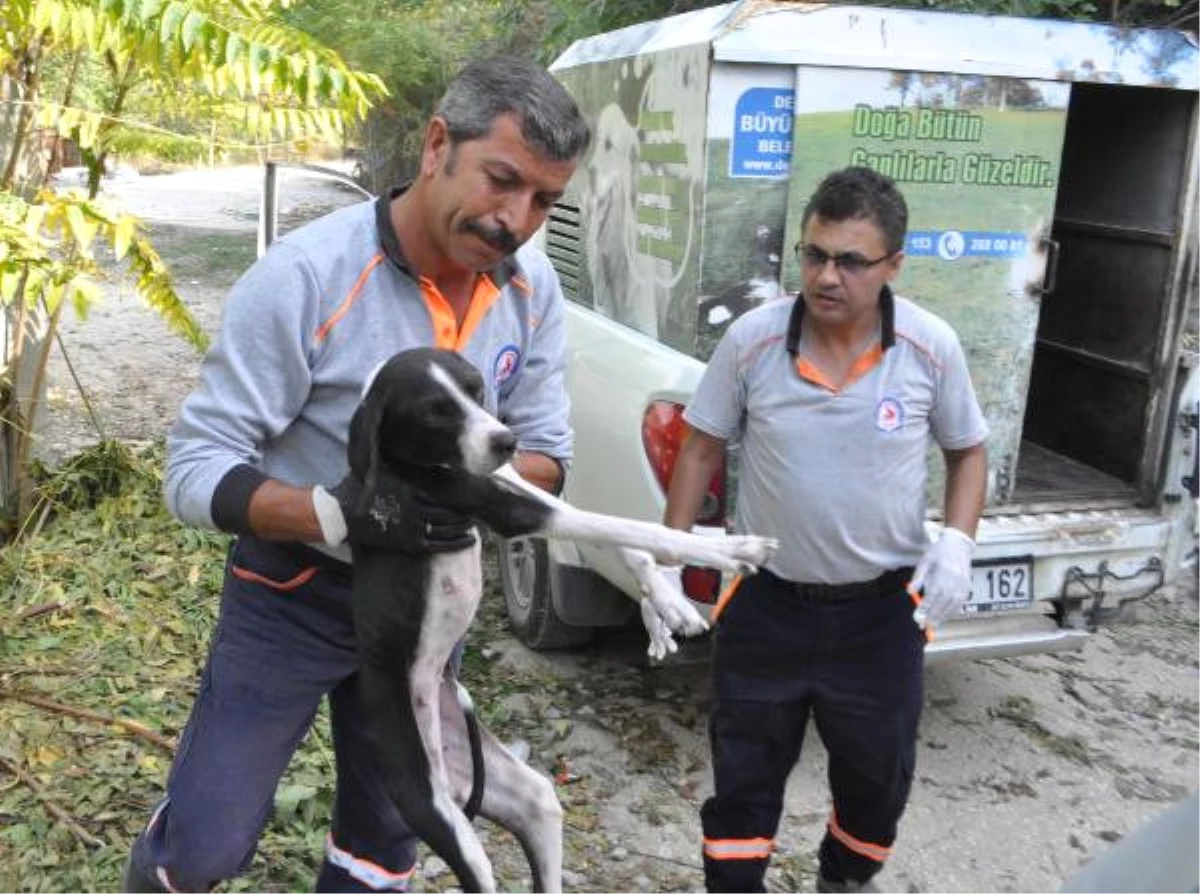 Ağaca Asılan Köpeği Kurtardılar (2)