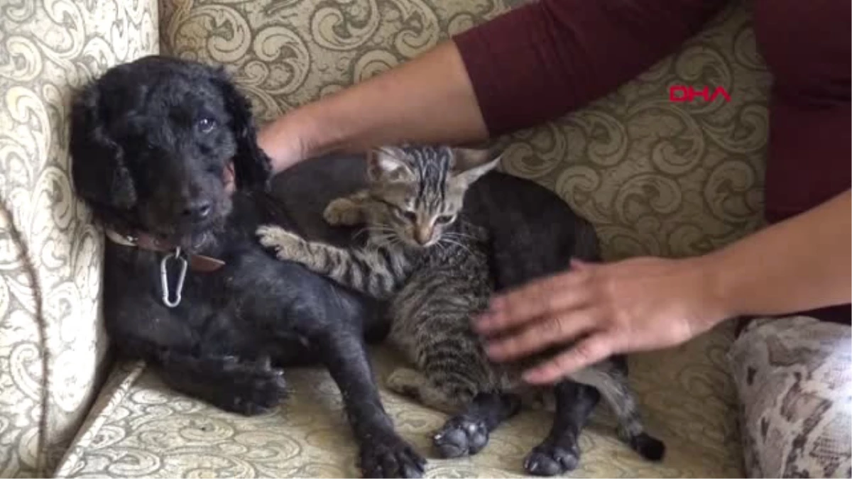 Çanakkale\'de Yavru Kediye Annelik Yapan Köpekten Şefkat Dersi