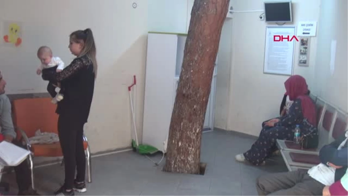 İzmir Hastanenin Bekleme Salonundaki Çam Ağacı Şaşırtıyor