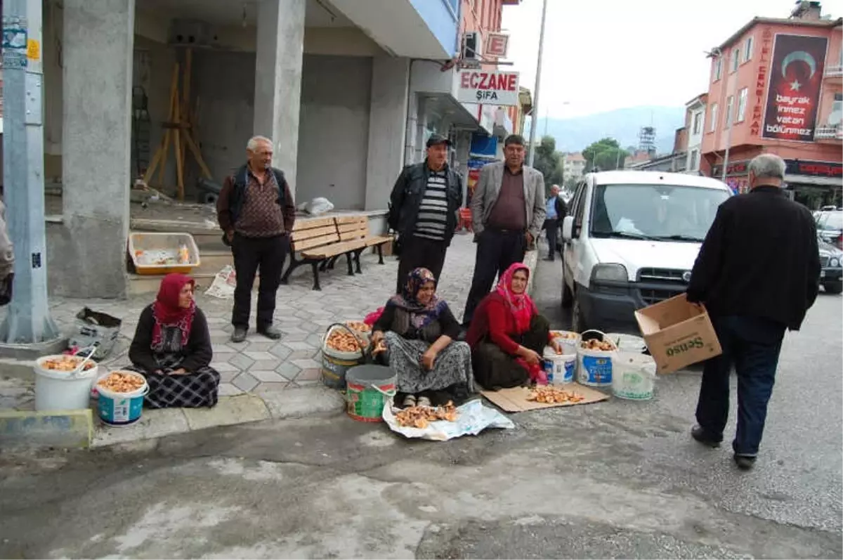 Kargı\'da Mantar Sofralardaki Yerini Aldı