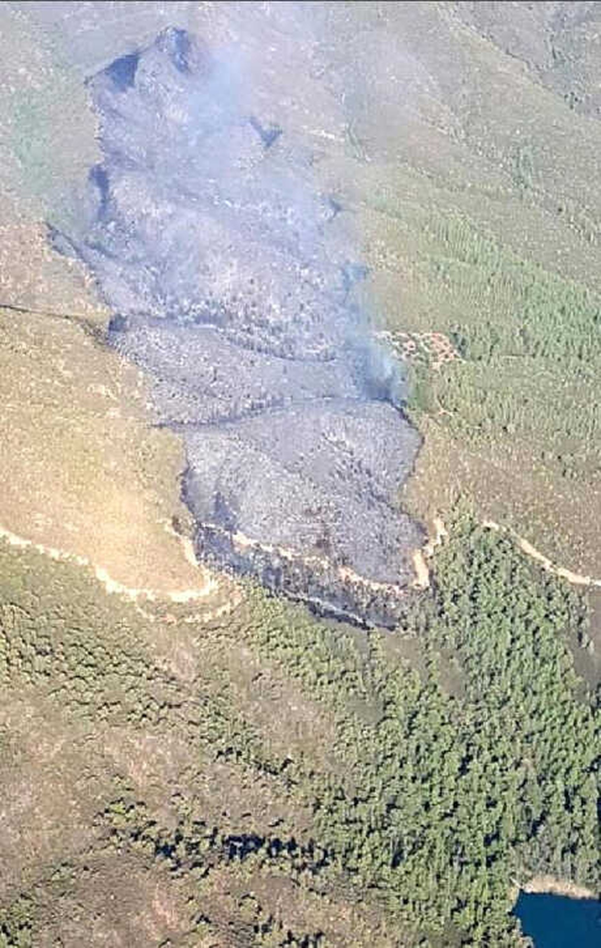 Marmaris\'te Ralli Kazasında Kül Olan Ormanlık Alan Ağaçlandırılıyor