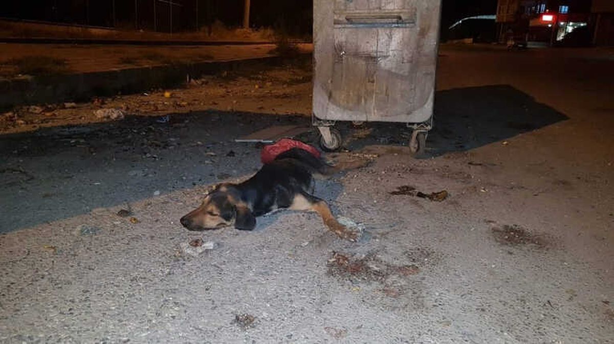 Osmaniye\'de Köpek Katliamı
