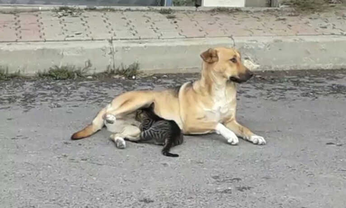 Köpekten Yavru Kediye Anne Şefkati