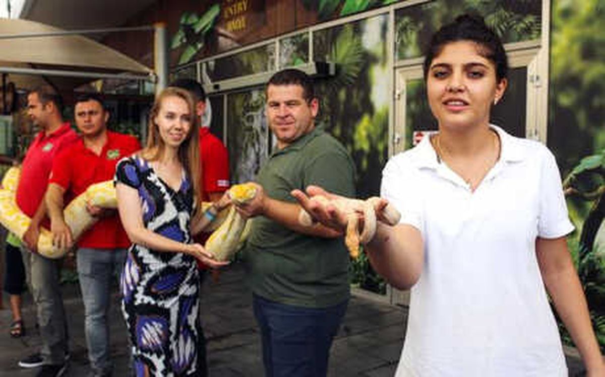 41 Yavru Piton İlgi Görüyor