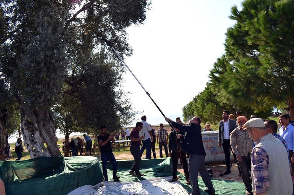 Didim\'de Zeytin Hasadı Anıt Ağaçlarda Yapıldı