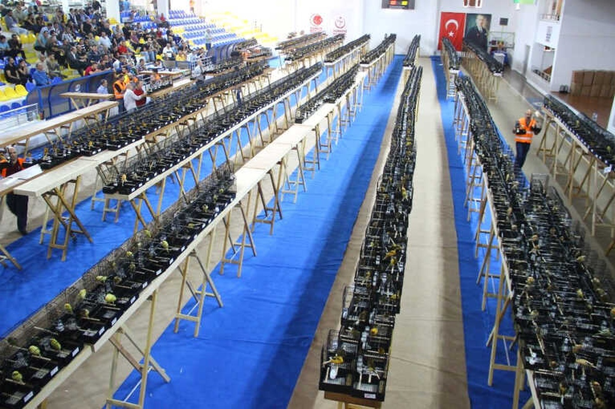 Dünyanın En Büyük Kanarya Yarışması Edremit\'te Başladı