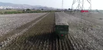 İzmir Pamukta Verim Düştü, Üretici Zorda