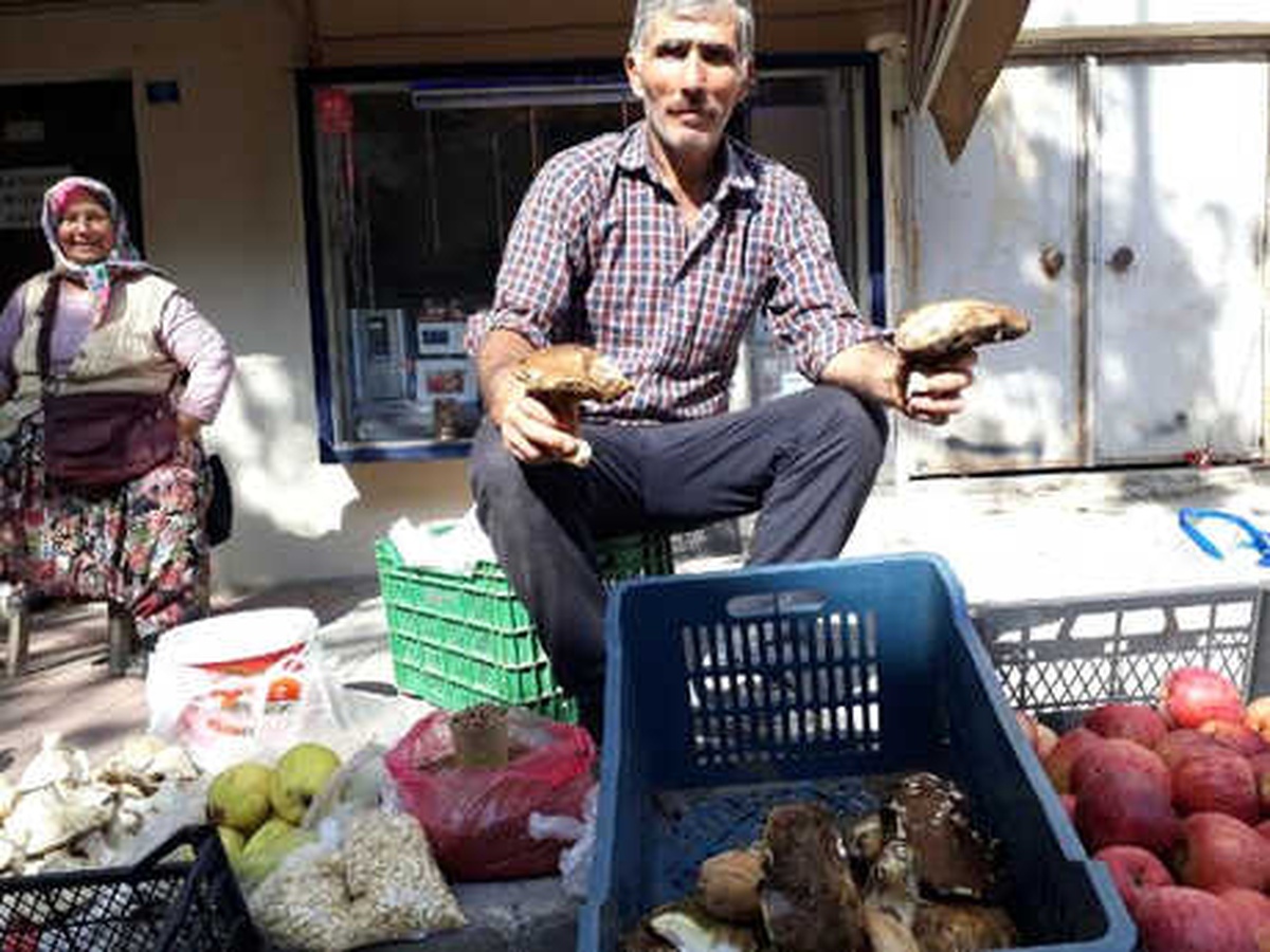 Kazdağları\'nda Toplanan Ayı Mantarı Köylülerin Geçim Kaynağı