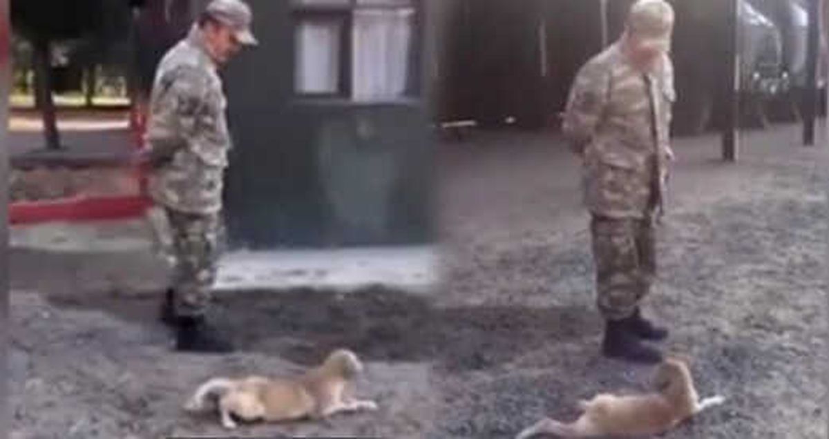 Komutanın Emriyle Asker Gibi Sürünen Köpek, İzleyenleri Kahkahaya Boğdu