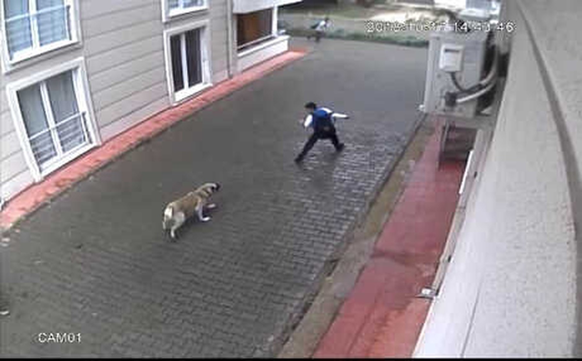 Köpeklerin Saldırdığı Çocuğun Babası: Davacı Olacağım