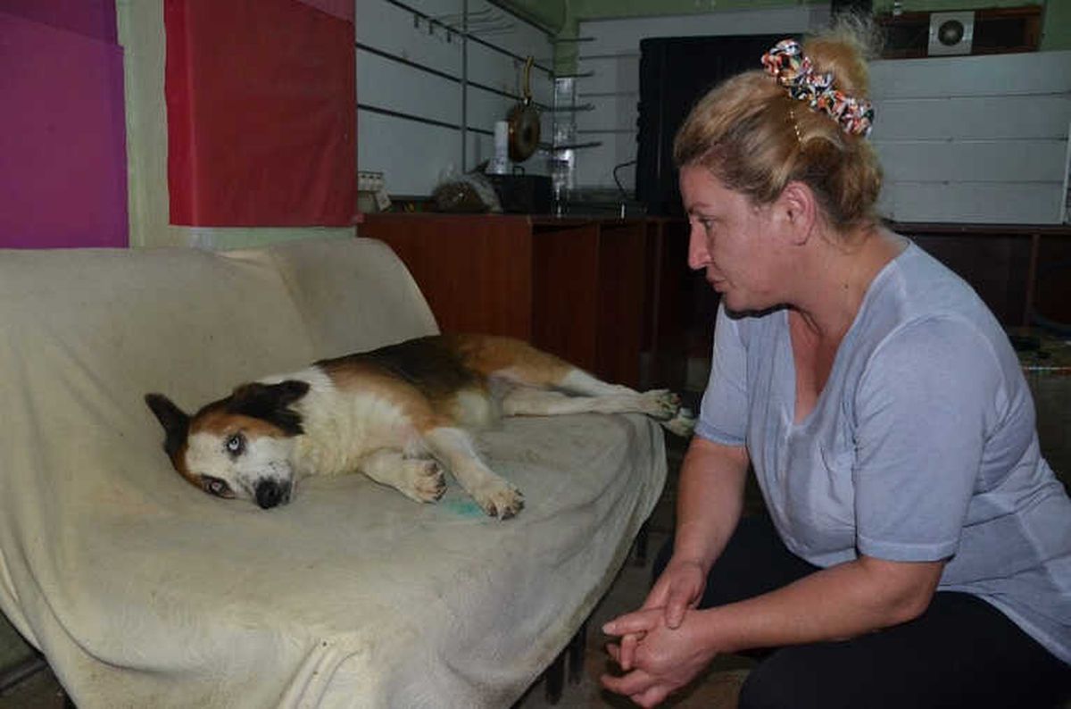 Ordu\'da Köpeğe İşkence İddiası
