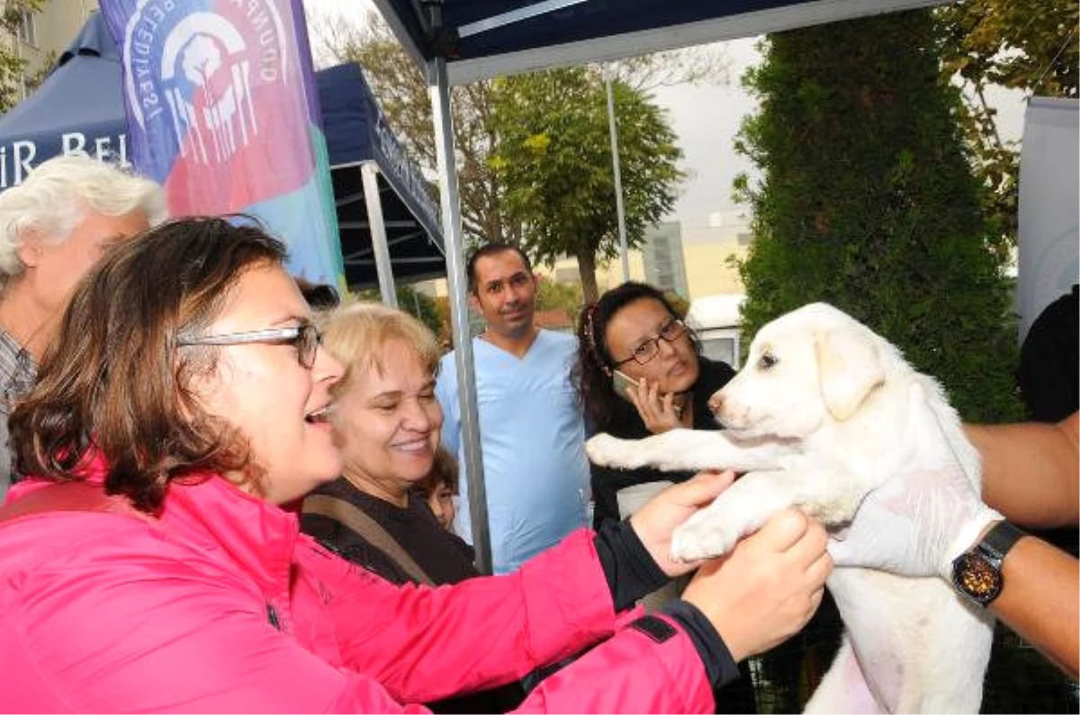 Pati Şenliği\'nde 22 Yavru Köpek Sahiplendirildi