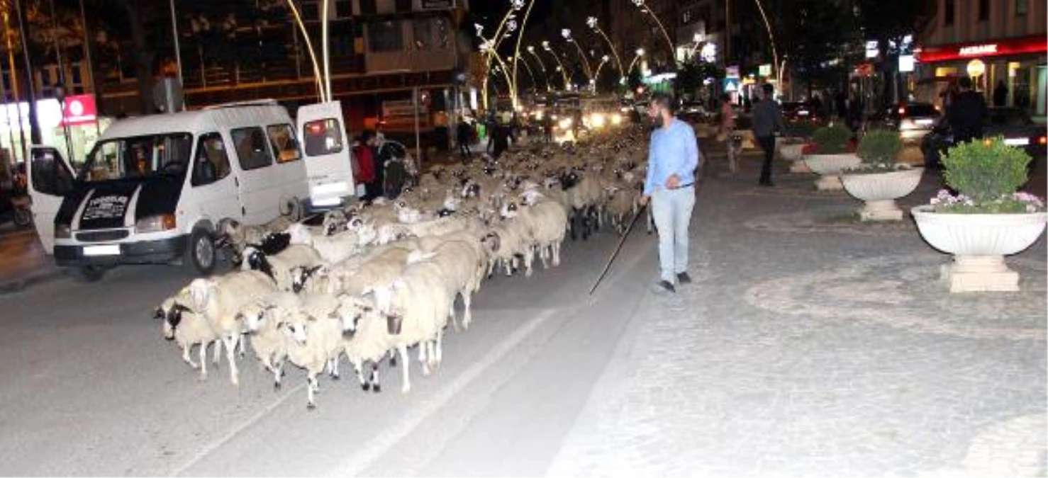 Yayladan Dönen Koyun Sürüsü Kent Merkezinden Geçti