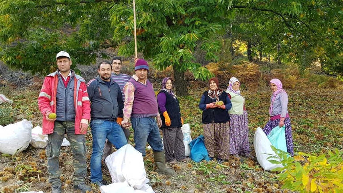 500 TL\'ye Varan Yevmiyeler Kestane Üreticisinin Belini Büküyor