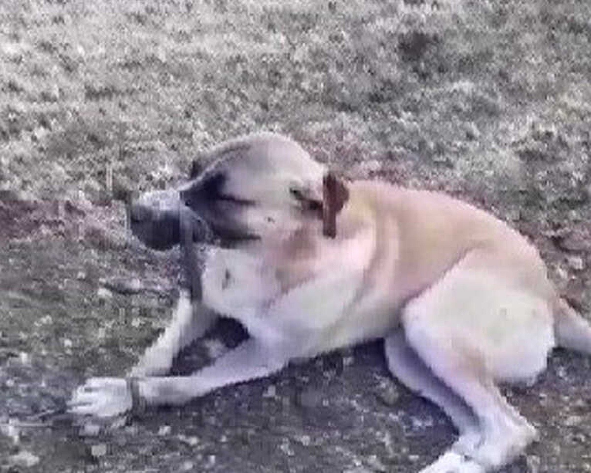 Ağzını ve Ayaklarını Bağlayıp Ölüme Terk Ettiler