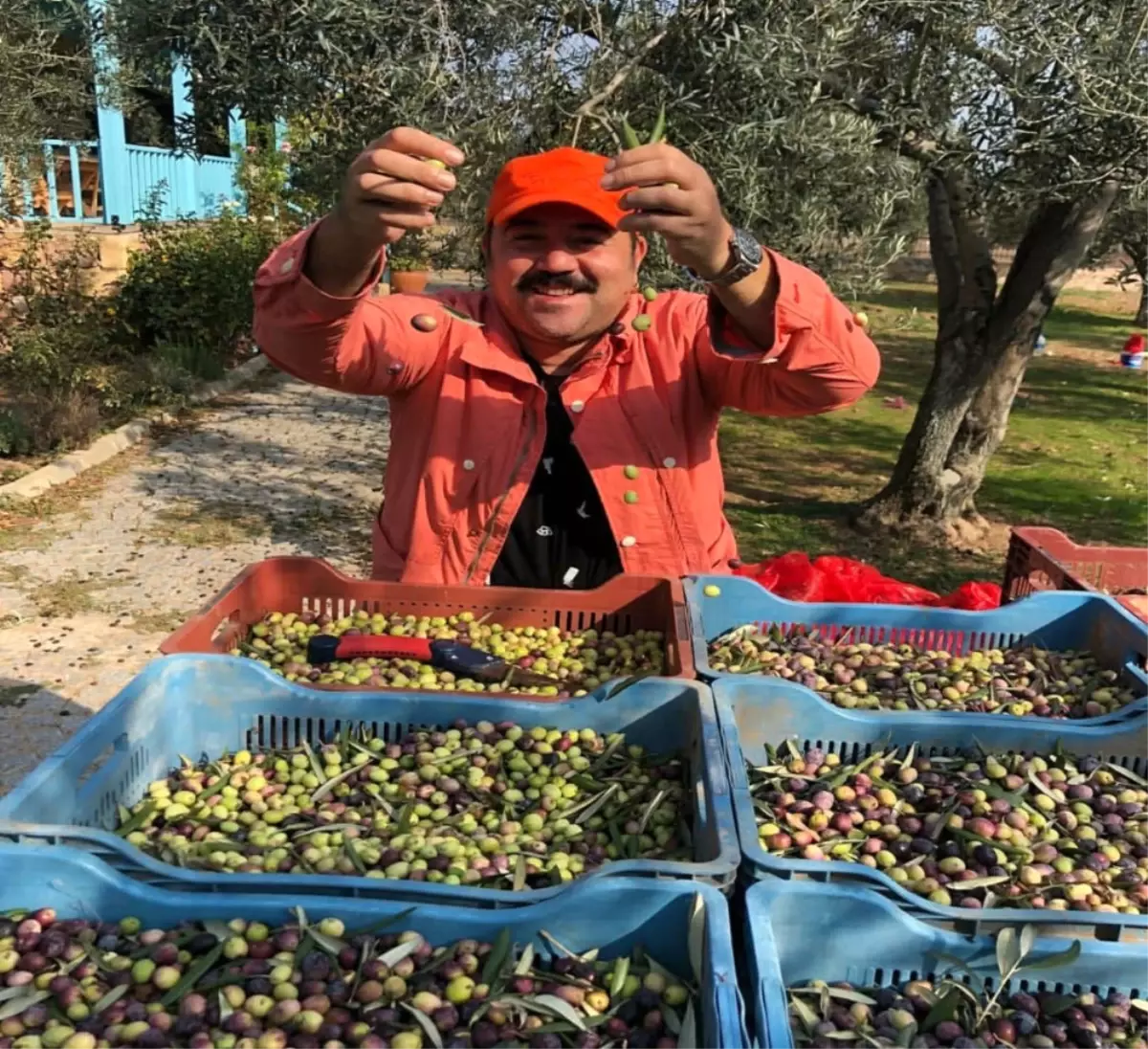 Kendi Yetiştirdiği Zeytinleri Hasat Etti