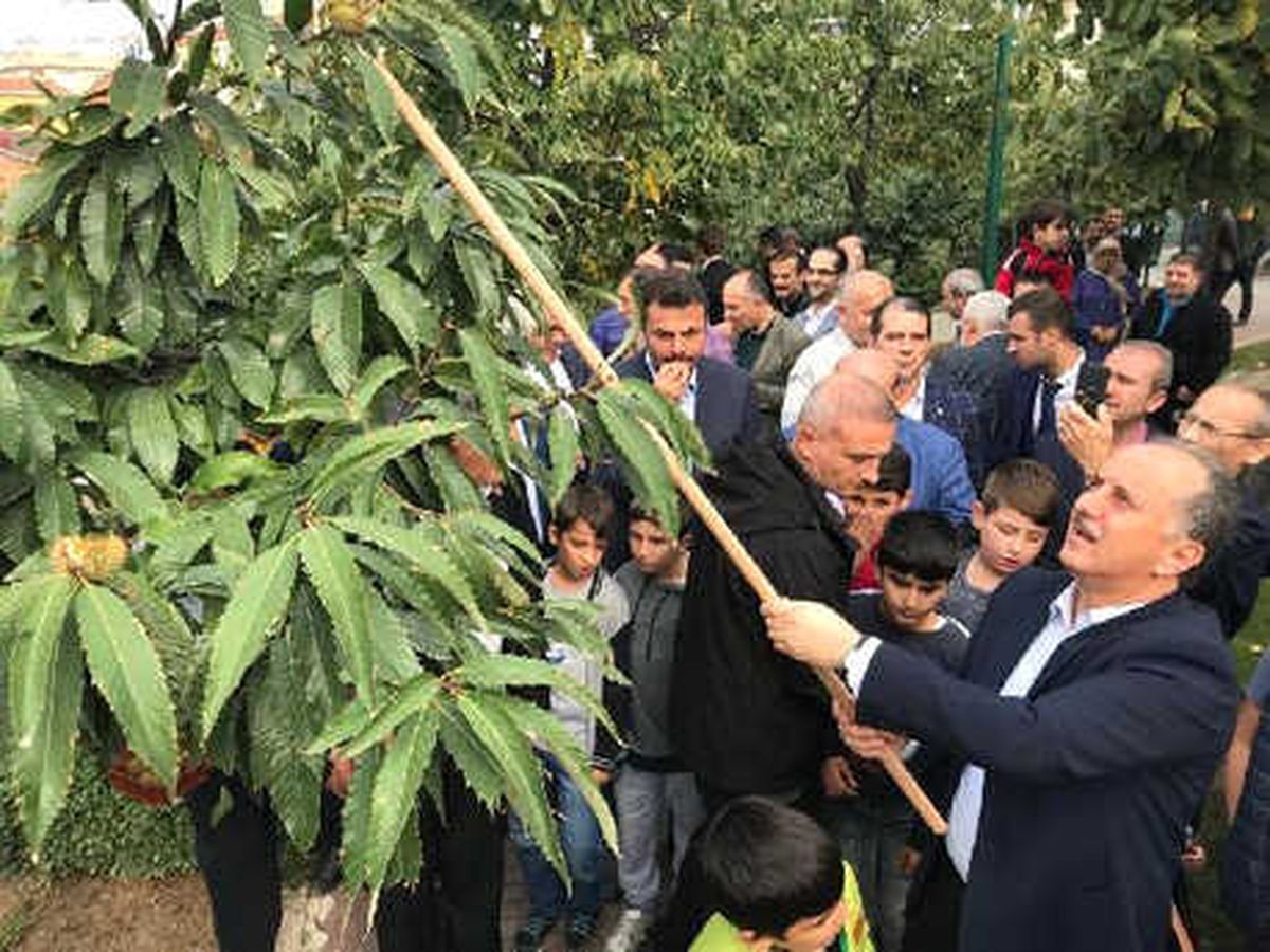 Kestane Şöleni\'nde Yarım Ton Kestane Dağıtıldı
