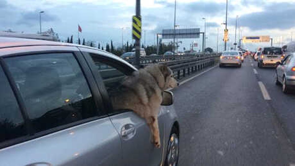 Patileriyle İlgi Odağı Oldu