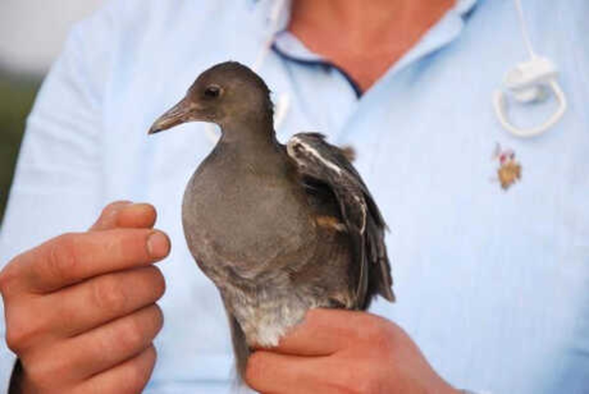 Su Tavuğu\'nu Avcılar Vurdu, Öğrenciler Veterinere Yetiştirdi