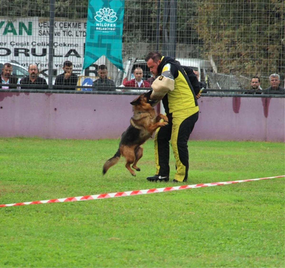 Alman Çoban Köpekleri Yarıştı