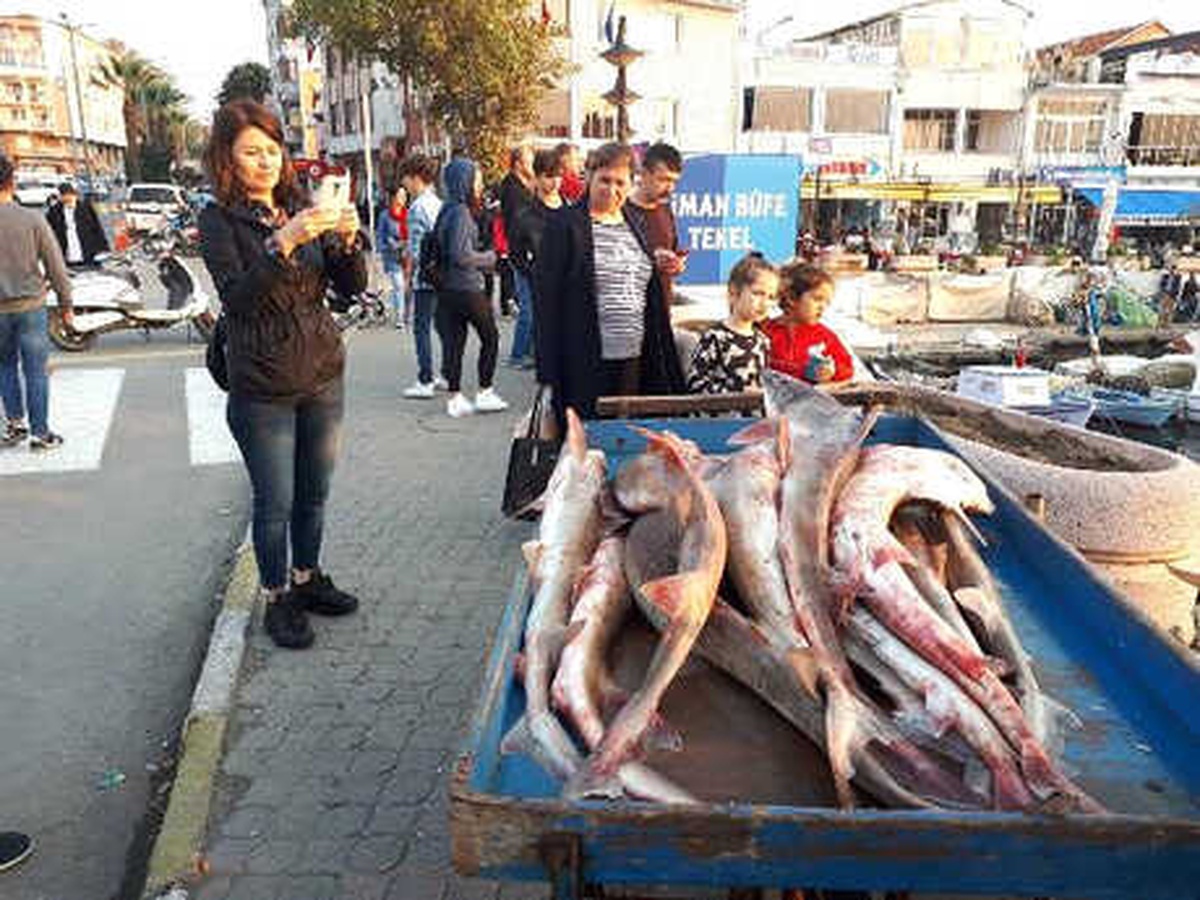 Gelibolu\'da Yakalanan Köpek Balıkları, Yunanistan\'a Satılacak