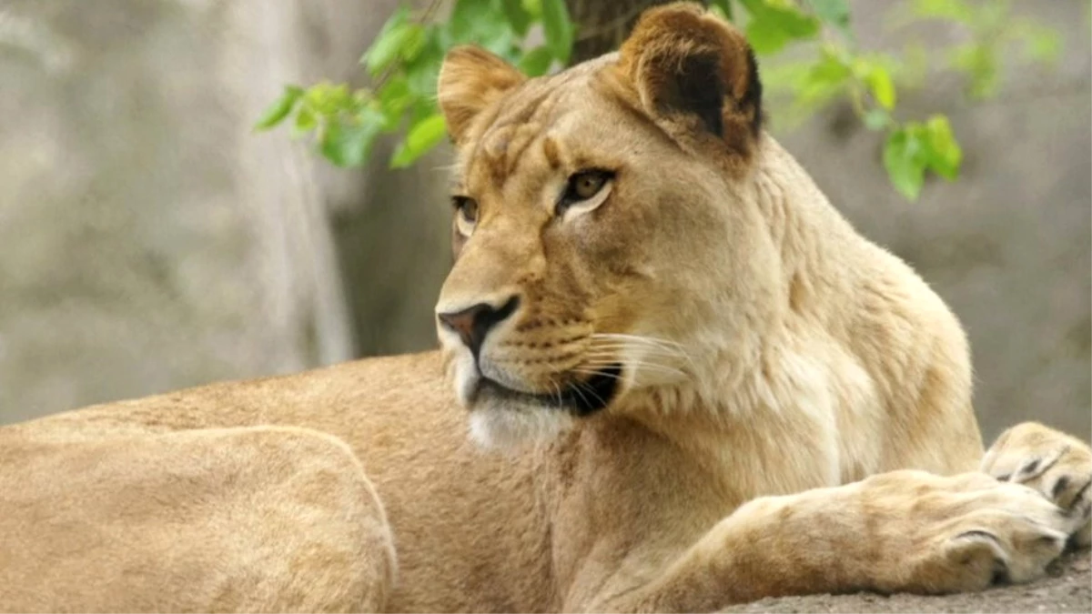 Hayvanat Bahçesindeki Dişi Aslan Üç Yavrusunun Babasını Öldürdü