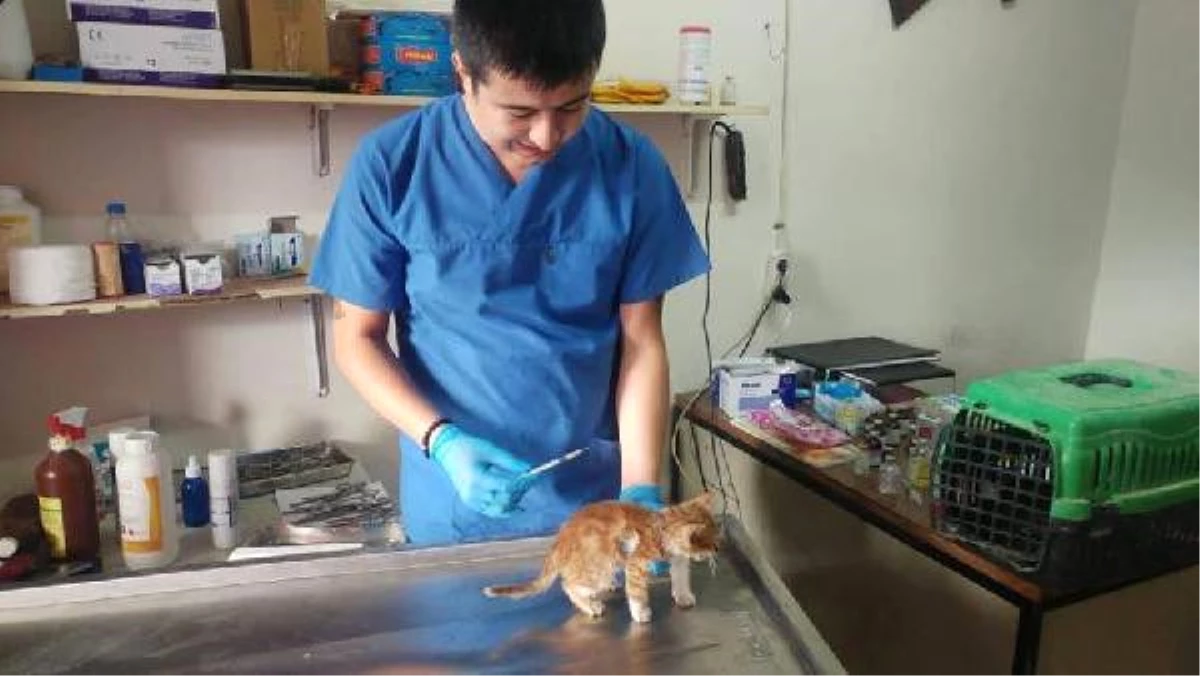 İşkence Edilen Yavru Kediye Belediye Sahip Çıktı