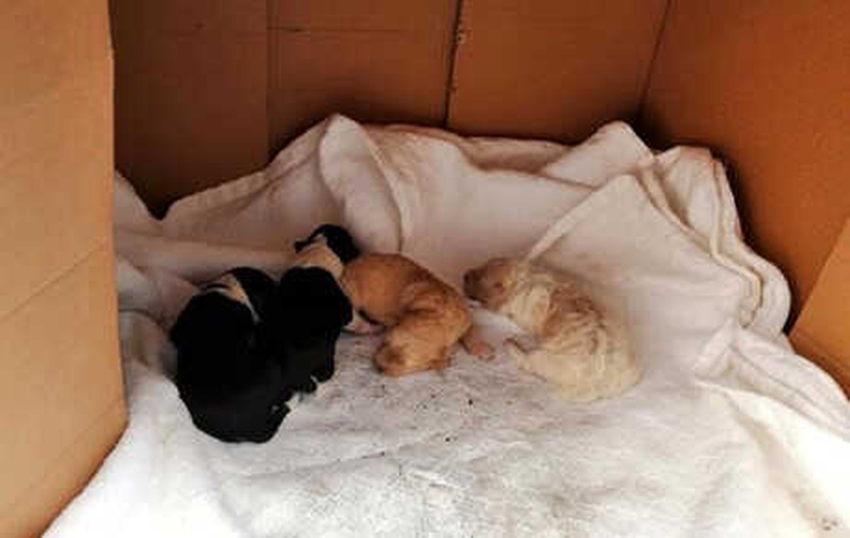 Köpek ve 4 Yavrusu, Beton Su Borusu Kırılarak Kurtarıldı
