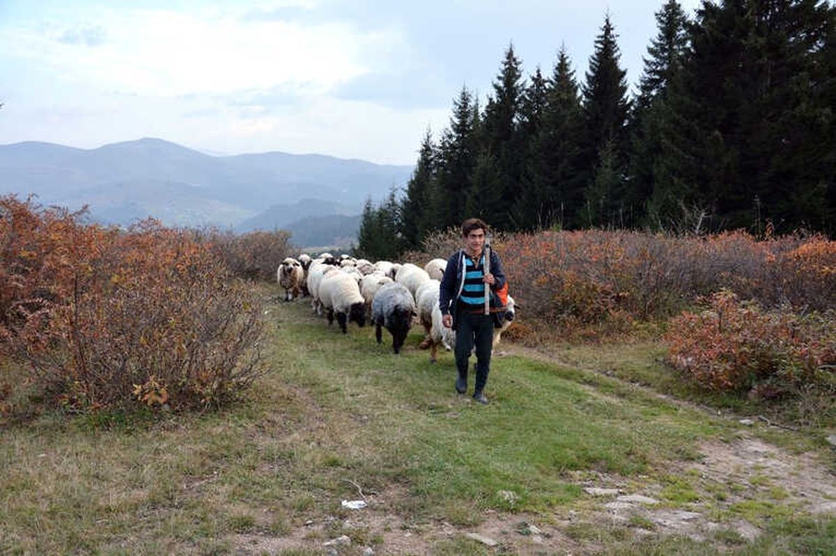 Koyun Sürüleri Dönüş Yolunda