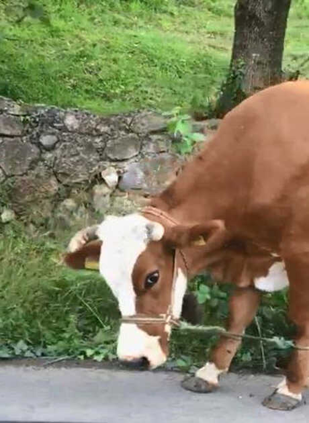 Otlamaya Giden Büyükbaş Hayvanlara İpli İşkenceye Tepki