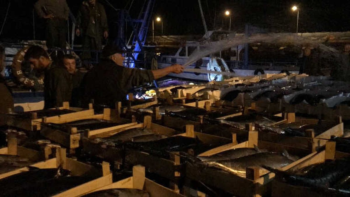 Akçakocalı Balıkçı Bin Kasa Torikle Limana Döndü