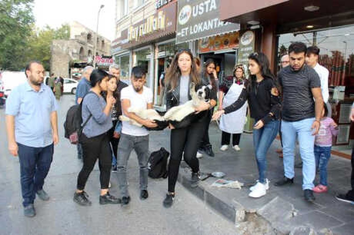 Yaralı Köpek İçin Seferber Oldular