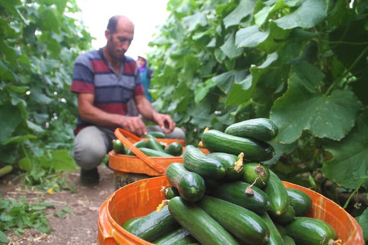 Yılda 1 Milyon 750 Bin Ton Salatalık Üretiyor, Doğunun İhtiyacının Karşılıyor