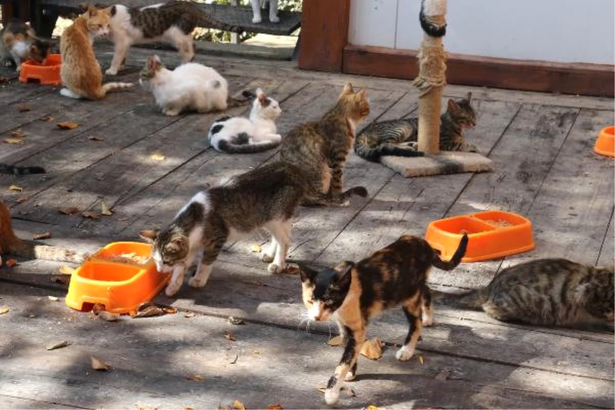 Kasaba\'daki Kediler, Mozart\'ın \'Türk Marşı\' ile Yemek Yiyor