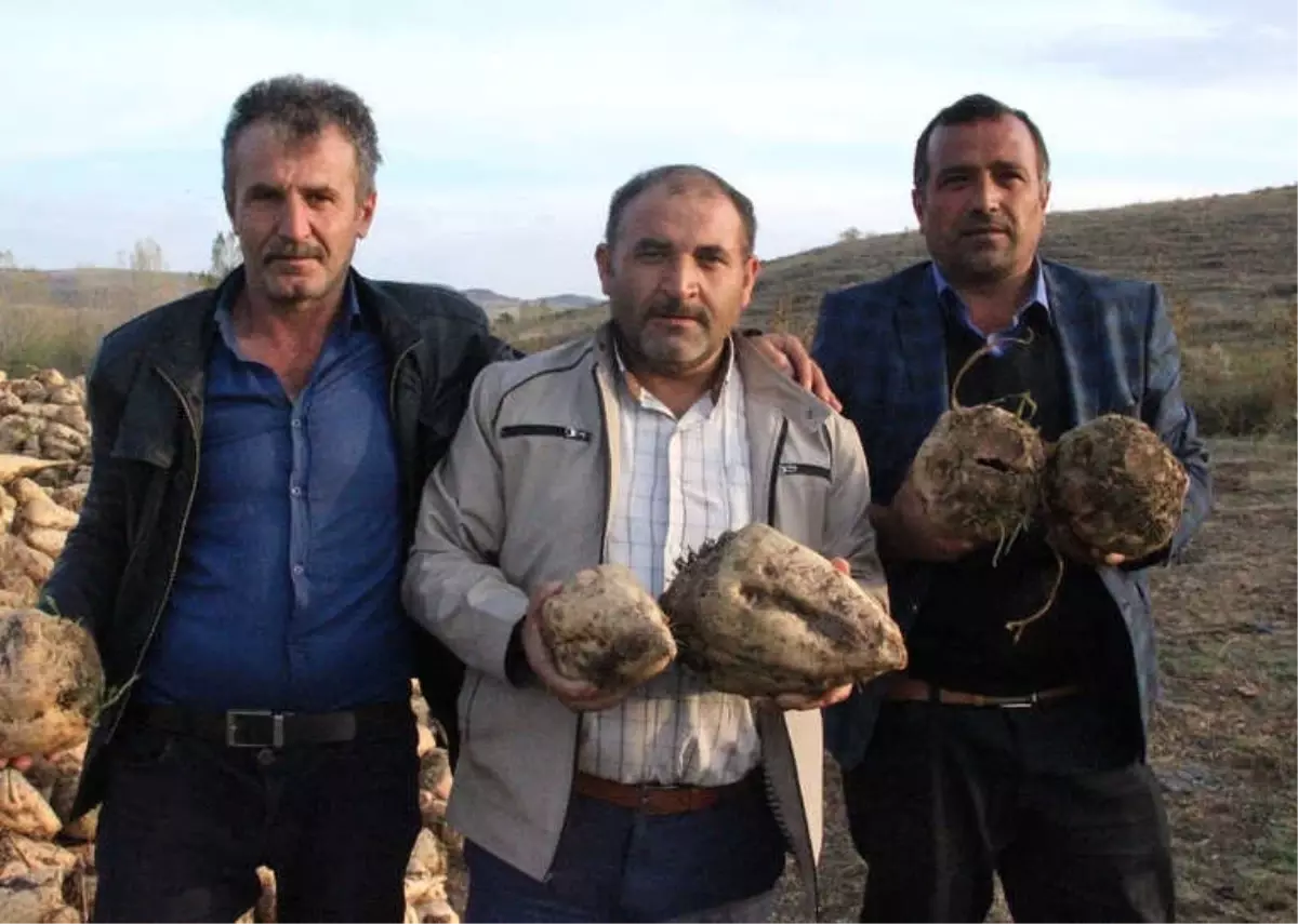 Şeker Pancarı Üreticisi Hasattan Memnun