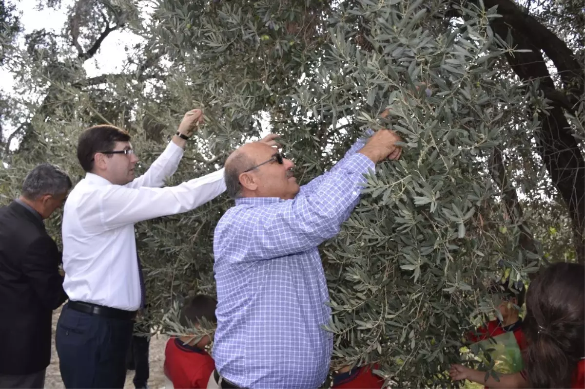 Seydikemer\'de Zeytin Hasat Şenliği