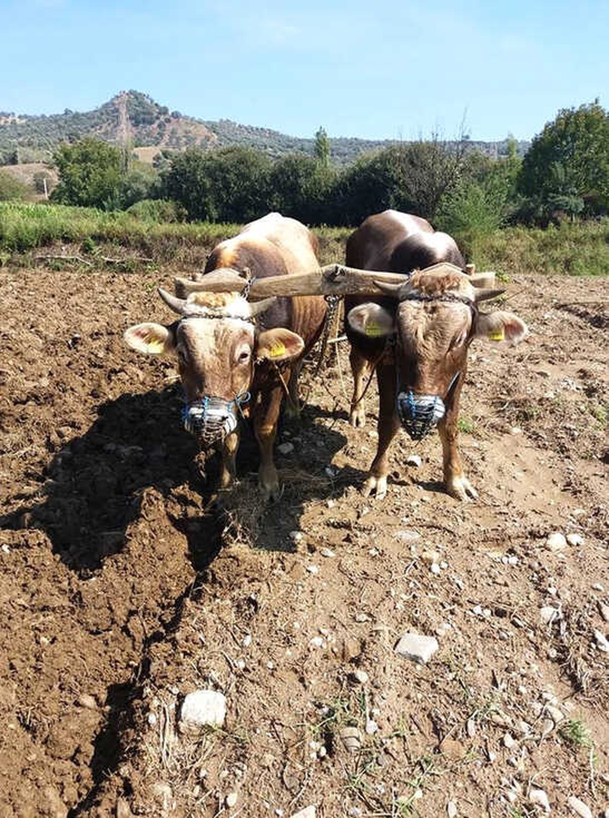 Aydın\'da Boğalar Daha Fazla Para Etmesi İçin Eğitilmeye Başlandı