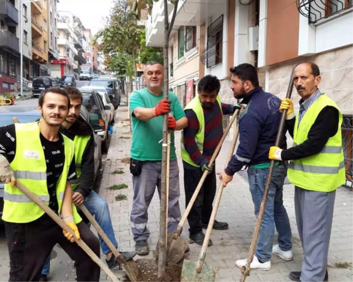 Bayrampaşa\'ya Her Yıl Binlerce Ağaç