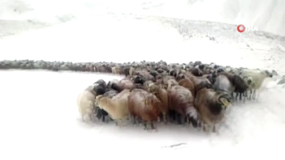 Doğu\'da Kar Yağışı Etkili Oluyor... Köylüler Koyun Sürüleri ile Kar ve Tipiye Yakalandı