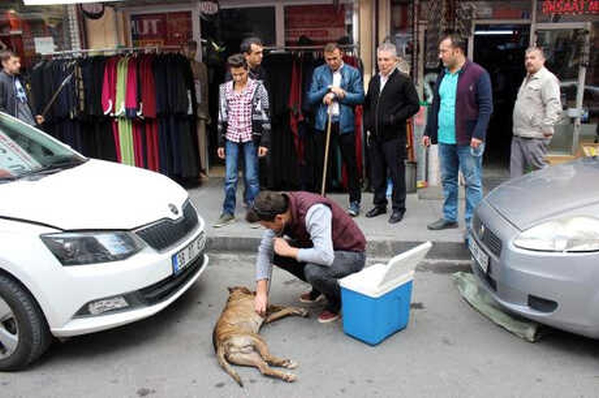 Park Halindeki Otomobilin Üzerine 5\'inci Kattan Köpek Düştü