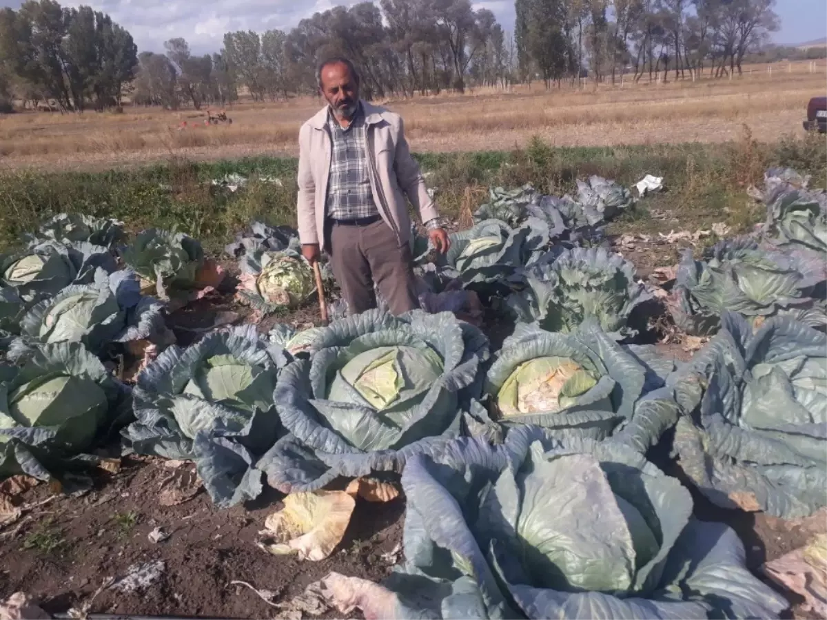 Yozgat\'ın Organik Dev Lahanaları Görenleri Şaşırtıyor