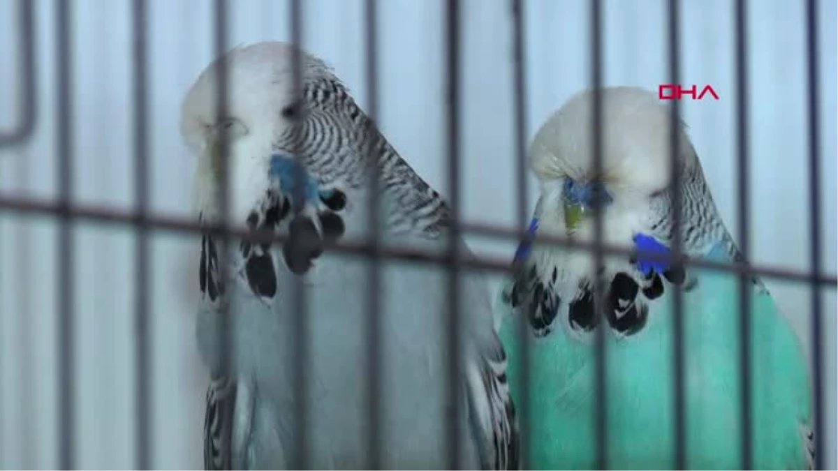 Antalya Üremeyen Kuşlardan \'Cam Tüp\' Yöntemiyle Yavru Alıyor