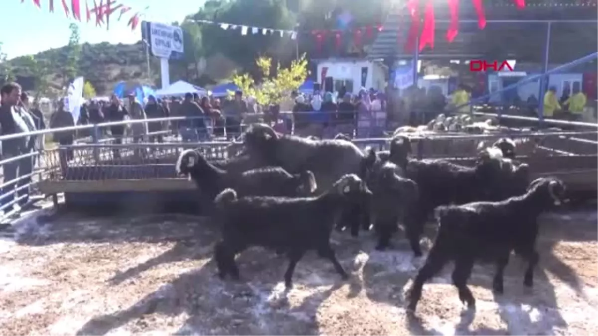 Aydınlı Kadın Çiftçiler Koyun Sahibi Oldu