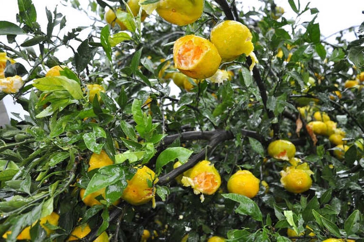 Dolu Narenciyeyi Vurdu