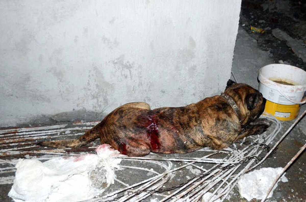 Kadını ve Köpeğini Kurtarmak İsteyen Mahalleli Saldırgan Köpeği Bıçakladı