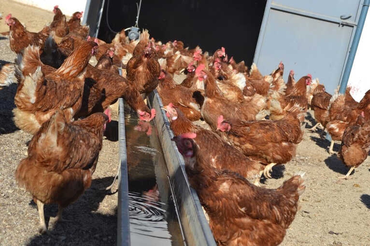 Kümes Hayvancılığında Manisa Yine Zirvede
