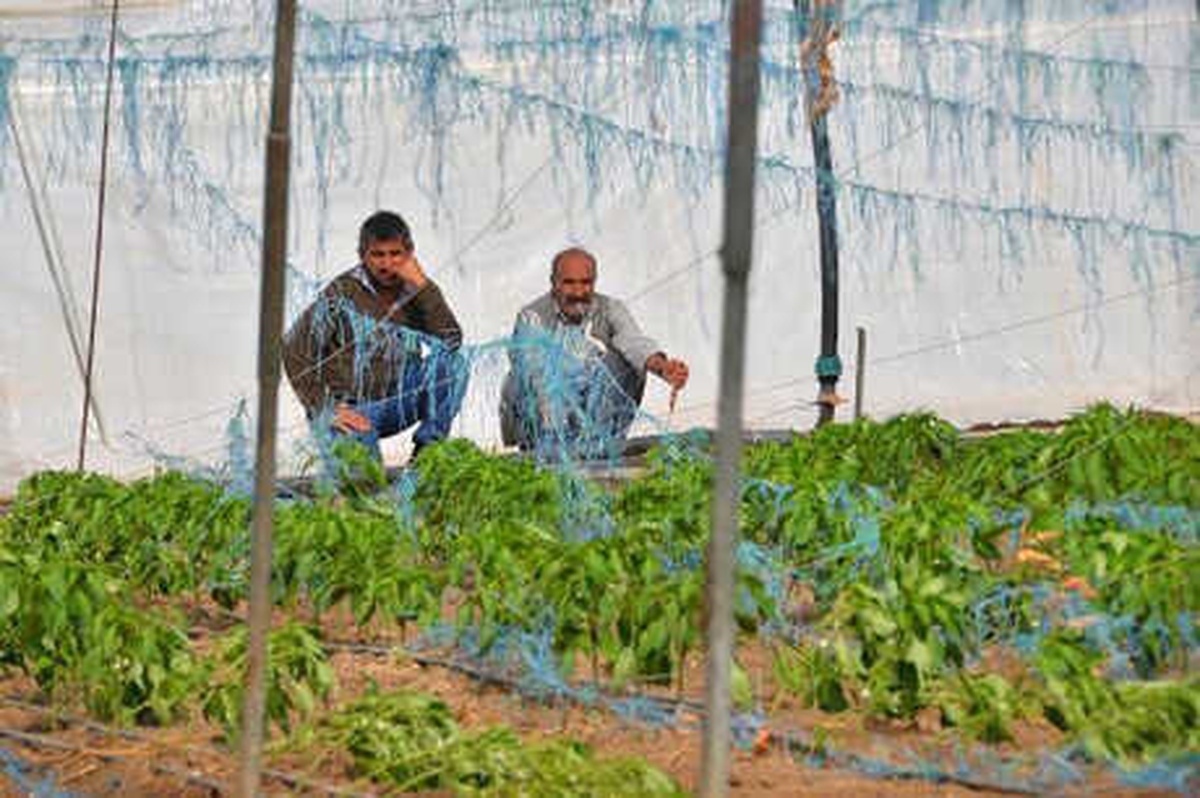 Mersin\'de Sağanak ve Fırtına, Domates ile Biber Seralarını Vurdu
