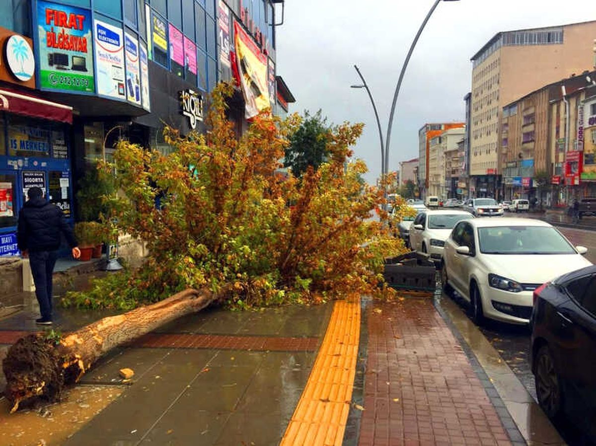 Muş\'ta Şiddetli Rüzgar Ağacı Devirdi
