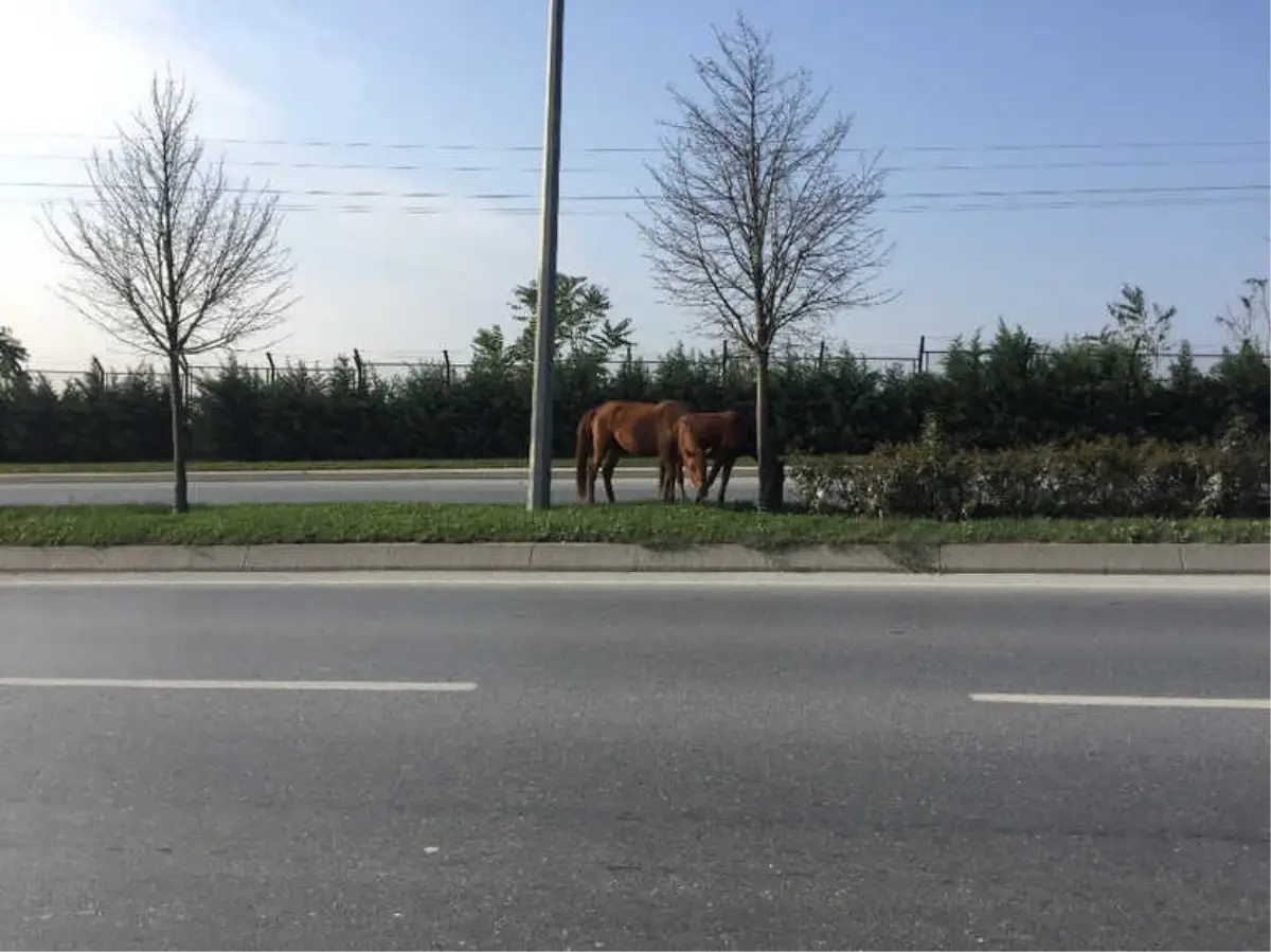 İpini Koparan Atlar Trafikte Tehlike Saçtı